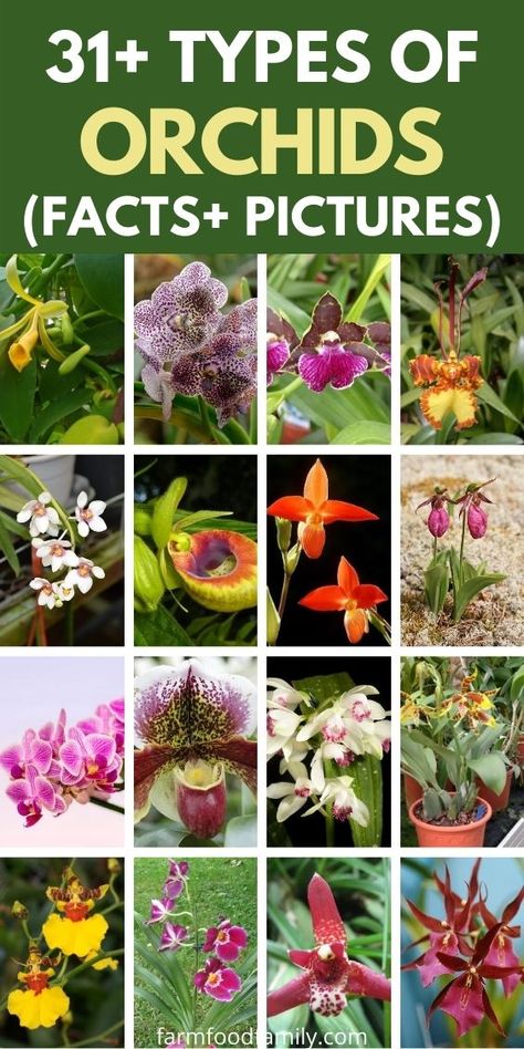 Kinds Of Orchids, Orchid Varieties Types Of, Types Of Orchids Names, Types Of Orchids Plants, Orchid Types Pictures, Different Types Of Orchids, Orchid Cabinet, Orchid Kokedama, Orchid Types