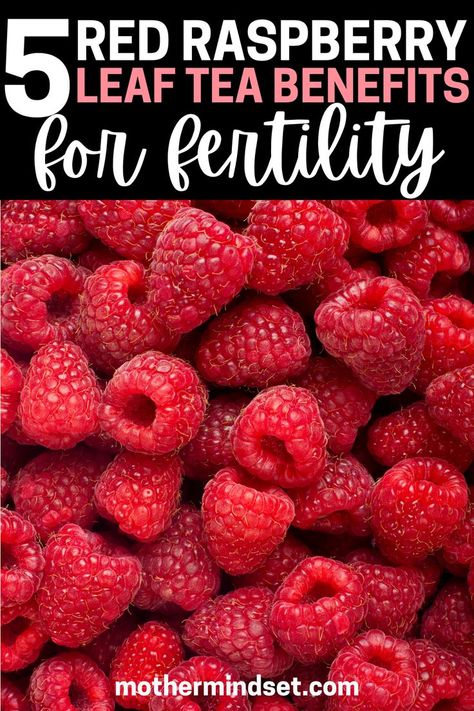 I love this post and the red raspberry leaf tea benefits for fertility she explains! Raspberry Leaf Tea Fertility, Red Raspberry Leaf Tea Benefits, Red Raspberry Leaf Tea Pregnancy, Rasberry Leaf Tea, Raspberry Leaf Tea Benefits, Raspberry Leaf Tea Pregnancy, Red Raspberry Tea, Red Raspberry Leaf Tea, Fertility Tea