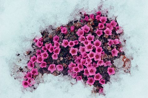 Purple saxifrage is one of the first tundra plants to flower in the Arctic. Tundra Aesthetic, Arctic Plants, Purple Saxifrage, Tundra Plants, Touchstarved Game, Plants With Names, Arctic Flowers, Tundra Biome, Nunavut Canada