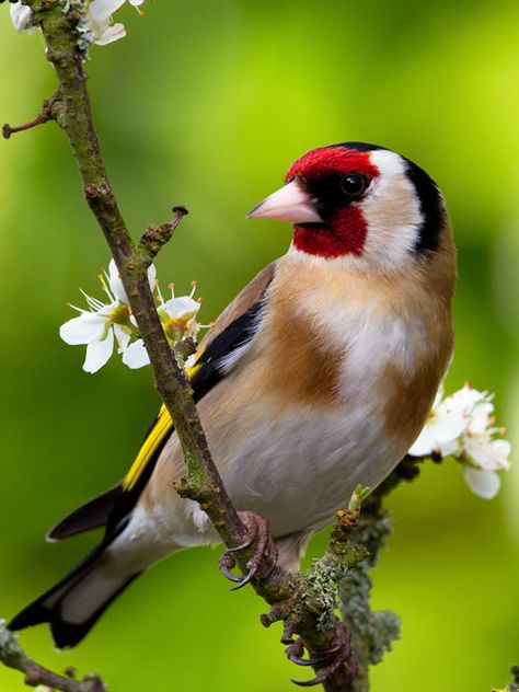 Goldfinch by Graham Brownlow - BirdGuides Woodworking Basics, Wood Working Gifts, Goldfinch, Exotic Birds, Pretty Birds, Bird Photo, Colorful Birds, Bird Garden, Little Birds