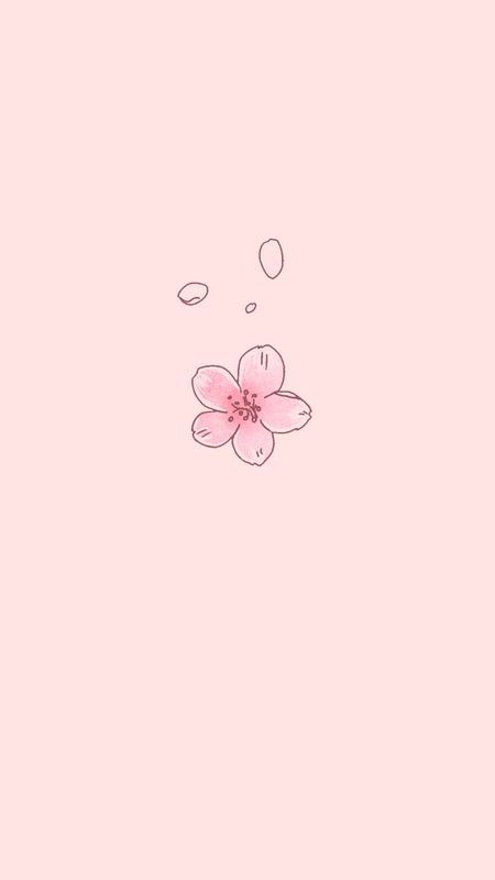 Cute Aesthetic Pink Wallpaper, Xo Kitty Aesthetic, Cherry Blossom Wallpaper Iphone, Cute Flower Drawing, Iphone Wallpaper Cute, Xo Kitty, Kitty Aesthetic, Cherry Blossom Petals, Cherry Blossom Wallpaper