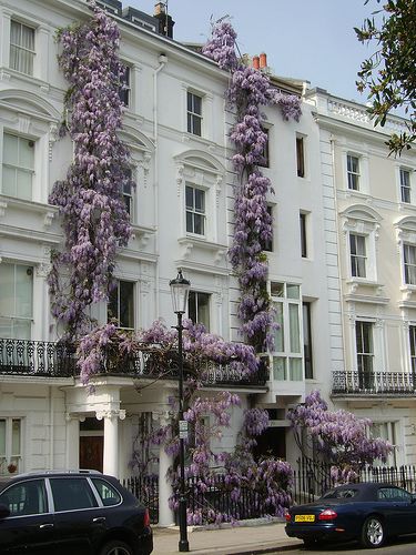 Notting Hill Townhouse Framed by Wisteria. Townhouses In London, Noting Hill Aesthetic, London Flats Aesthetic, London Flat Aesthetic, London Dreams, London Townhouse, London Aesthetic, White Building, London Flat