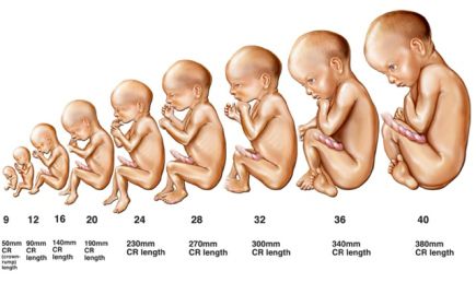 development Prenatal Development, Characteristics Of Living Things, Pregnancy Due Date, Pregnancy Pain, Pregnancy Calculator, Healthy Baby Food, Fetal Development, Pregnancy Information, Baby Stage