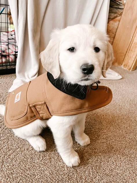 English Cream Retriever Puppy, English Cream Retriever, English Creme Golden Retriever, English Cream Golden Retriever Puppy, Golden Retriever English Cream, English Golden Retriever Puppy, White Golden Retriever Puppy, English Golden Retrievers, English Cream Golden Retriever