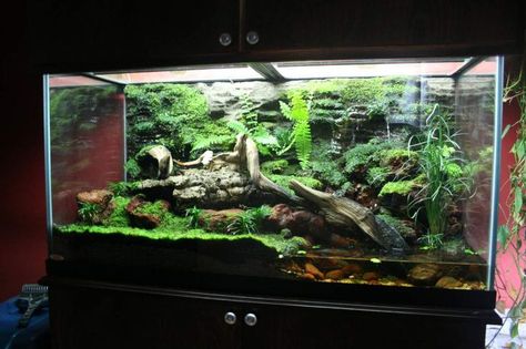 Salamander Paludarium, Dart Frog Terrarium, Dart Frog Vivarium, Vivarium Ideas, Bioactive Vivarium, Tiger Salamander, Frog Habitat, Frog Terrarium, Frog Tank