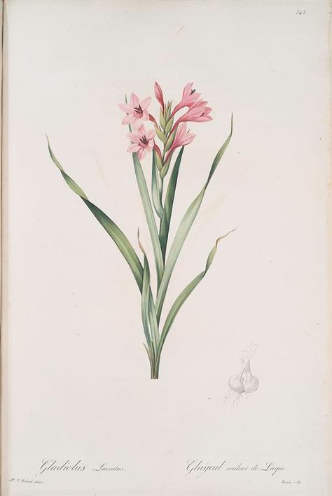 Redoute Flowers, Brewster Wallcovering, Gladiolus Flower, Earth Pigments, Botanical Artwork, Botanical Drawings, Rock Design, Drawing Prints, New York Public Library