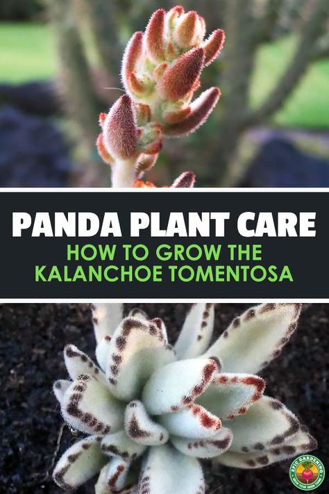 The panda plant, or Kalanchoe tomentosa, is a unique-looking and simple succulent to care for...so add it to your collection! via @epicgardening Panda Plant, Succulent Inspiration, Epic Gardening, Small Garden Layout, Succulent Potting Mix, Modern Homestead, Snake Plant Care, Balcony Gardening, Homestead Ideas