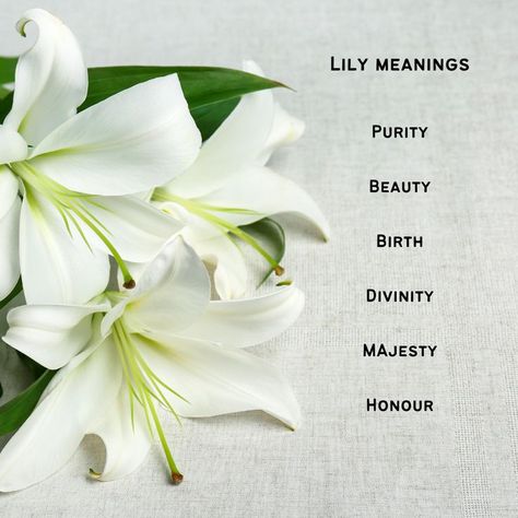 What Do Lilies Represent, Meaning Of Lily Flower, Lily Flower Symbolism, Lily Name Meaning, White Lily Meaning, Lily Meaning Flower, Lilies Meaning, Lily Symbolism, Flowers Symbolism