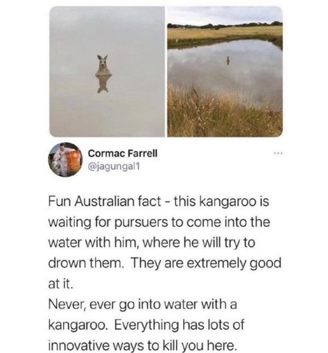 Water Meme, Into The Water, The More You Know, Fun Fact, Animal Memes, Cute Funny Animals, Funny Things, Funny Posts, The Land