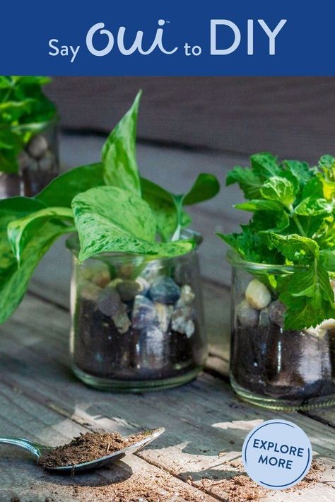 Say Oui to DIY! Turn your empty Oui by Yoplait glass pot into the perfect little plant pot for indoor or outdoor decor. Click the link to buy Oui by Yoplait now. Oui Jars, Plant Obsession, Pots Ideas, Jars Diy, Tattoo Plant, Gardening Planting, Glass Houses, Plant Pot Diy, Glass Pot