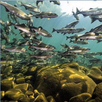 PETITION: End open-net salmon farming. https://you.leadnow.ca/petitions/salmon-farms-virus-pollution #‎SeaShepherd‬ ‪#ForTheOceans #DefendConserveProtect Fish Salmon, Salmon Farming, Farming Techniques, Sockeye Salmon, Salmon Run, Wild Salmon, Fish Farming, First Nations, Get Outside