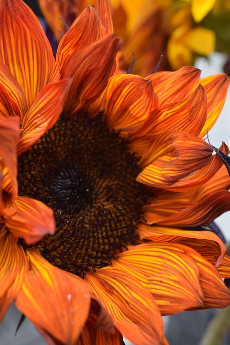 red sunflower Red Picture Aesthetic, Wallpaper Sunflower, Sunflower Aesthetic, Orange Sunflowers, Red Sunflowers, Sunflowers And Daisies, Fleur Orange, Sunflower Pictures, Sunflower Wallpaper