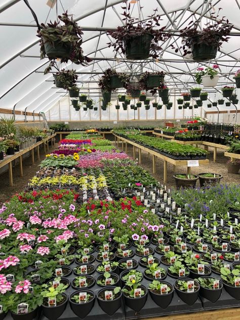 Green House Business, Greenhouse Nursery Business, Commercial Greenhouse Ideas, Greenhouse Business Ideas, Floral Greenhouse, Greenhouse Management, Greenhouse Business, Kelly Core, Greenhouse Nursery