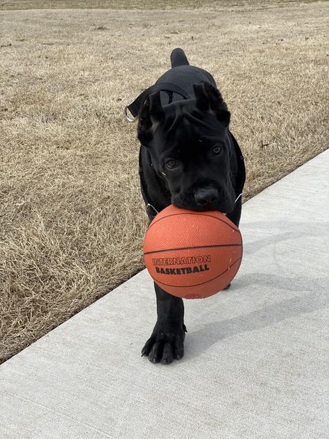 Cane Corso Dog Puppy, Big Dogs As Puppies, Cute Cane Corso Puppies, Black Cane Corso Puppy, Cain Corso Puppy, Came Corso Aesthetic, Puppy Cane Corso, Cane Corso Italian Mastiff Puppies, Cane Corso Dog Aesthetic