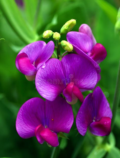 Sweet Pea. Close up shot of pink sweet pea flower , #affiliate, #Close, #shot, #Sweet, #Pea, #pea #ad Sweet Peas Flowers, Flowers September, Sweet Pea Flower, Flora Garden, Sweet Pea Flowers, Flower Image, Pea Flower, Sweet Peas, Leather Flowers