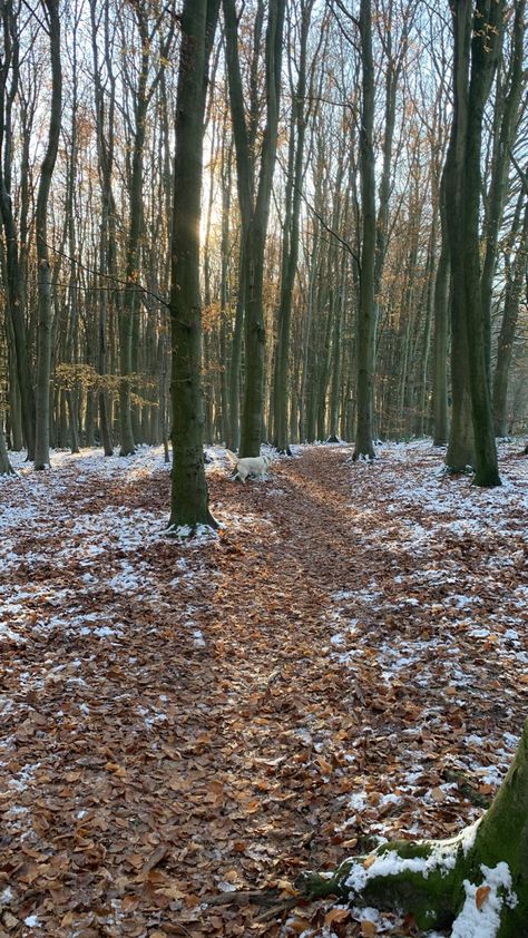 Winter walks in the country Winter Walking Aesthetic, Walking In Winter Aesthetic, Woodland Walk Aesthetic, Walking In Winter, Centre Parcs, Mood 2024, Country Walks, Country Winter, 2024 Board