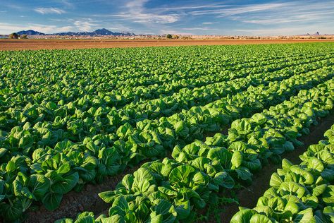 Pak Choi, Cabbages, Vegetable Seeds, Fruit Seeds, Bountiful Harvest, Organic Seeds, Stir Fries, Best Fruits, Healthy Plants