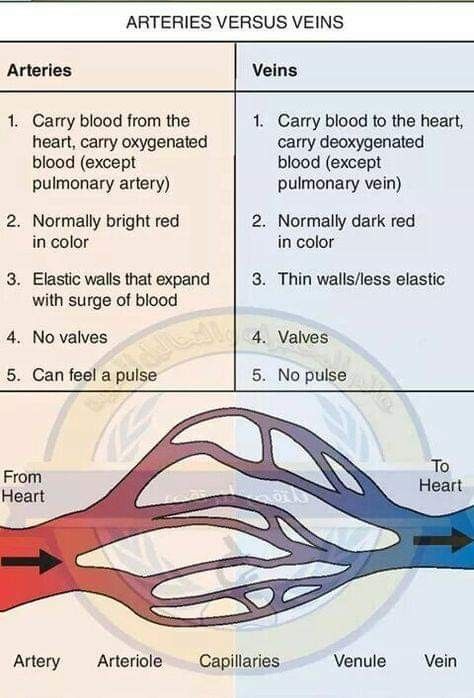 Anatomy Structure, Function Of Blood, Basic Anatomy And Physiology, Arteries And Veins, Nursing Student Tips, Biology Facts, Medical Student Study, Heart Anatomy, Nursing School Survival