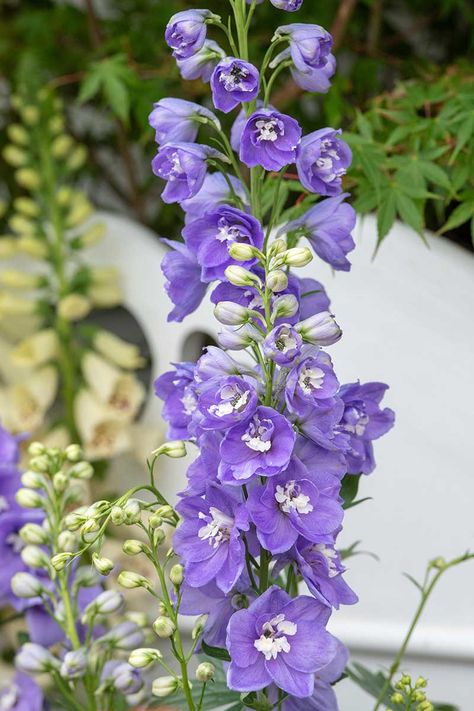 Delphiniums are available in a variety of colors including purple, pink, blue, and even white. If you want to plant dazzling columns of color but don't know what variety to choose, discover 10 of the best cultivars and choose your favorites now on Gardener's Path. #delphinium #flowergarden #gardenerspath Purple Arrangements, Purple Delphinium, Tracey Ellis, Prettiest Flowers, Phipps Conservatory, Lavender Colour, Flower Identification, Backyard Plants, Flower Drawings