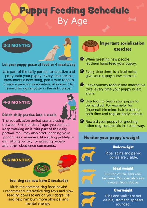 Puppy Feeding Schedule, Puppy Schedule, Puppy Feeding, Puppy Checklist, Puppy Time, Puppies Tips, Puppy Training Tips, Dog Facts, Dog Care Tips