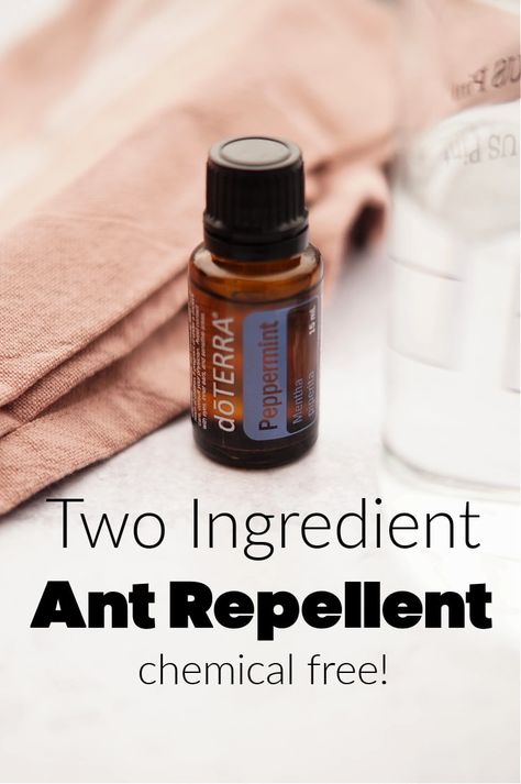 Essential Oils To Kill Ants, Any Repellent, Essential Oils Ants Repellant, Natural Insect Repellent For Home, Essential Oils To Get Rid Of Ants, Essential Oils For Ants How To Get Rid, Essential Oil Ant Spray, Ant Spray Essential Oils, How To Get Rid Of Black Ants In House