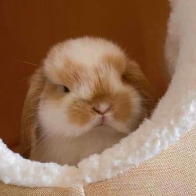 Cute Bunny Pics, Bunny Pics, Bunny Care, Cute Bunny Pictures, Cute Small Animals, Tiny Bunny, Bunny Pictures, Pet Bunny