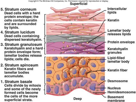 Great for Study review! Anatomy of the Epidermis - Essential principles of human anatomy and physiology are presented, including basic chemistry, cell and tissue studies, and an overview of all the body systems. Intended as a survey course for certain allied health and social service programs, and as a general natural science course Skin Anatomy, Integumentary System, Layers Of The Epidermis, Blood Pressure Diet, Info Board, Human Anatomy And Physiology, Medical Coding, Anatomy Study, Body Systems