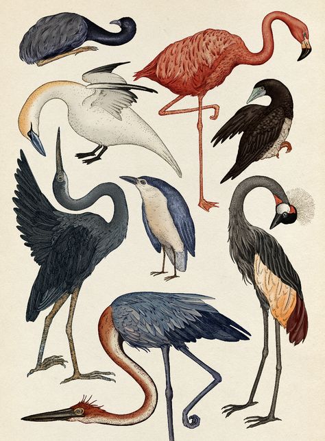 Animalium Illustrations, Botanical Animal Illustration, Scientific Drawing Animal, Animal Scientific Illustration, Tropical Animals Illustration, Bird Scientific Illustration, Scientific Illustration Animals, Katie Scott Illustration, Animals Illustration Design