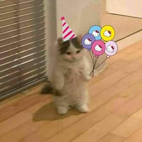 Birthday Icons Aesthetic, Hbd Cat, Feliz Cumpleaños Aesthetic, Happy Balloons, Birthday Icon, Cute Minions, Cat Pfp, Birthday Illustration, Hello Kitty Birthday