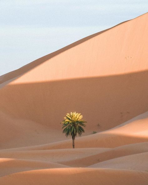 Spotlight: Carley Rudd — Dreams + Jeans Desert Aesthetic, Desert Photography, Photography Career, Sand Dunes, Travel Photographer, Walking In Nature, Most Beautiful Places, The Desert, Palm Tree