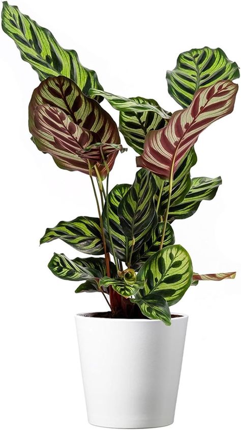 American Plant Exchange Calathea Makoyana with White Pot Cover, 6-Inch Pot, Easy Care, Live Indoor Prayer Plant, Pet Safe, Tropical Houseplant for Home & Office Décor Calathea Makoyana, White Pot, Prayer Plant, Pot Cover, Africa Map, Pet Safe, Home Office Decor, House Plants, Flower Garden