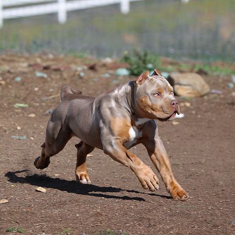 Pitbull Dog Breed, Bully Breeds Dogs, Big Dog Breeds, Dangerous Dogs, Doberman Dogs, Best Dog Breeds, Pitbull Puppies, Bad Dog, Bully Breeds