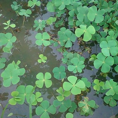 How to Plant & Grow Water Clover (Marsilea vestita/quadrifolia) - Pond Informer House Yard Design, Shade Loving Plants, Seeds Benefits, Bog Garden, Koi Ponds, Not My Circus, Pond Plants, House Deck, Clover Green