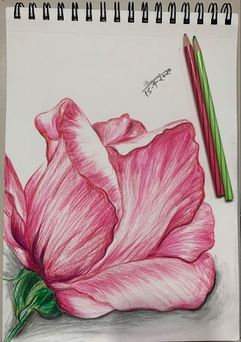 Colored Pencil Artwork Ideas, Pencil Picture, Colored Pencil Art Projects, Draw Pencil, Color Pencil Sketch, Flower Sketch, Beautiful Flower Drawings, Colored Pencil Artwork, Flower Art Drawing