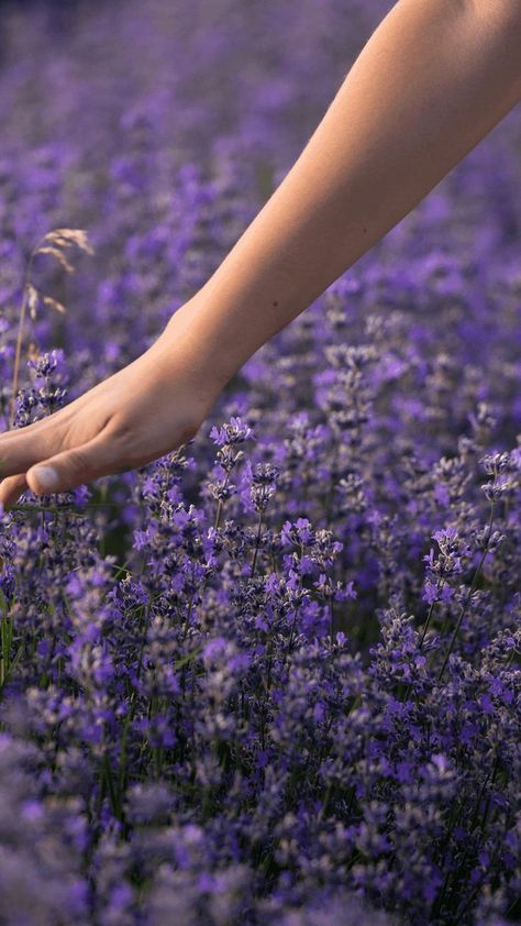 Discover the Benefits of Lavender Oil for a Restful Sleep by Loving Essential Oils Benefits Of Lavender Oil, Linen Spray Essential Oils, Lavender Essential Oil Uses, Benefits Of Lavender, Lavender Benefits, Oils For Sleep, Healthy Sleep Habits, Essential Oil Spray, Essential Oils Bath