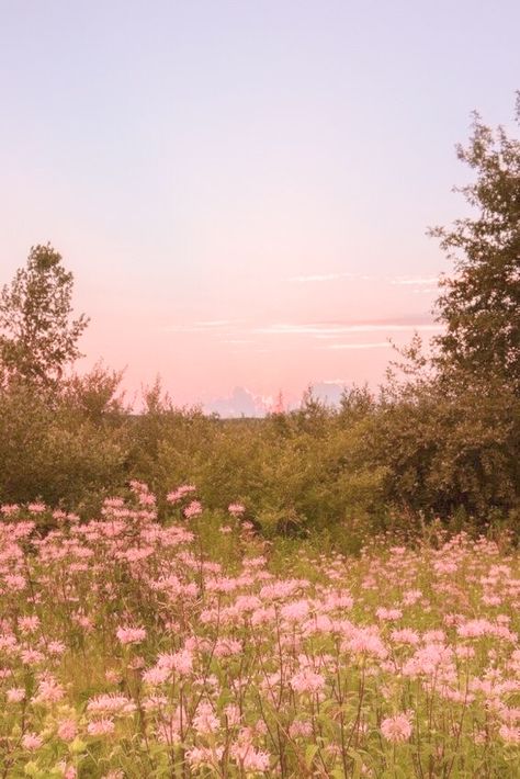 Pink Wildflowers Aesthetic, Flower Field Lockscreen, Pink Flower Field Painting, Spring Flower Field Aesthetic, Pink Flower Field Wallpaper, Pink Field Aesthetic, Flower Garden Astethic, Marjorie Core Aesthetic, Field Of Pink Flowers