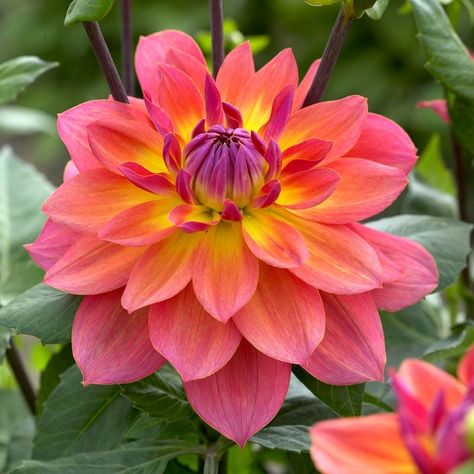 Dinner Plate Dahlia, American Meadows, Growing Dahlias, Unusual Flowers, Dahlia Flower, Wildflower Seeds, Bulb Flowers, Exotic Flowers, Container Plants