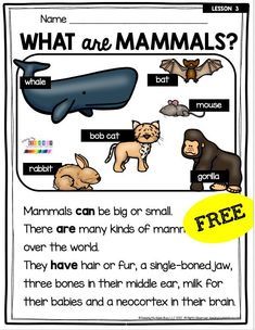 FREE READING PASSAGE Kindergarten and first grade science lessons all about mammals - 5 special characteristics of mammals - posters mini book lesson guides and printables - FREE worksheet that tech children about mammals - perfect for the classroom, distance learning and homeschool science - can asl#kindergartenscience #firstgradescience Mammals Anchor Chart, Mammals For Kindergarten, Mammal Lesson Preschool, Mammals Preschool Activities, Animal Classification For Kids, Mammals Worksheet, Mammal Unit Study, First Grade Science Lessons, Third Grade Lesson Plans