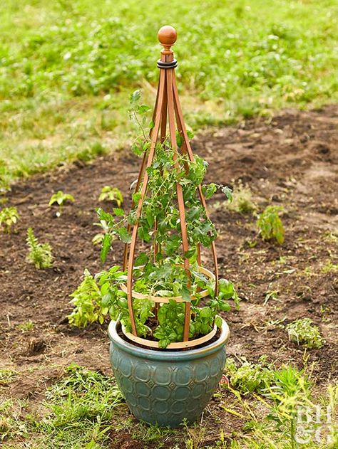 Display your vine plants anywhere in this beautiful DIY potted trellis. Container Trellis, Build Trellis, Trellis For Potted Plants, Mini Trellis, Pot Trellis, Climbing Plants Trellis, Building A Trellis, Small Trellis, Vine Plants