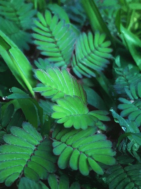 samcannon: “ Sensitive plant in Costa Rica - 2016 ” Sensitive Plant, Medicine Chest, Nature Garden, Plant Roots, Herbal Medicine, Book Of Shadows, Mimosa, Botany, Costa Rica