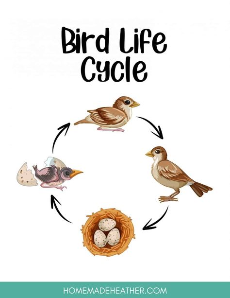 Lifecycle Of A Bird, Hummingbird Life Cycle, Bird Life Cycle Activities, Life Cycle Of A Bird Free Printables, Bird Life Cycle Preschool, Birds For Preschoolers, Birds Kindergarten Activities, Life Cycle Of A Bird, Birds Preschool