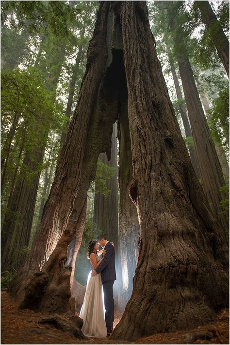 Redwood Elopement, Humboldt County Wedding, Magical Elopement, Avenue Of The Giants, Redwood Forest Wedding, Forest Engagement Photos, Magical Elements, Redwood Wedding, Forest Elopement