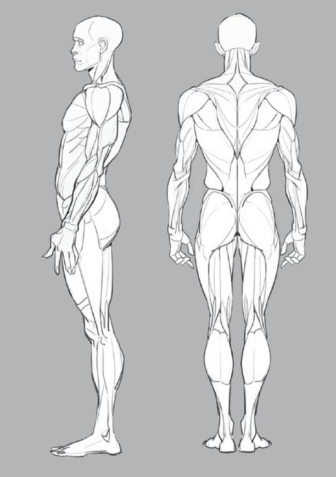 Necks Drawings, Side Torso Reference, Torso Anatomy Side View, Man Back Anatomy Drawing Reference, Side Anatomy Reference, Side View Male Body, Chest Muscles Reference, Human Side View Drawing, Human Back Muscles