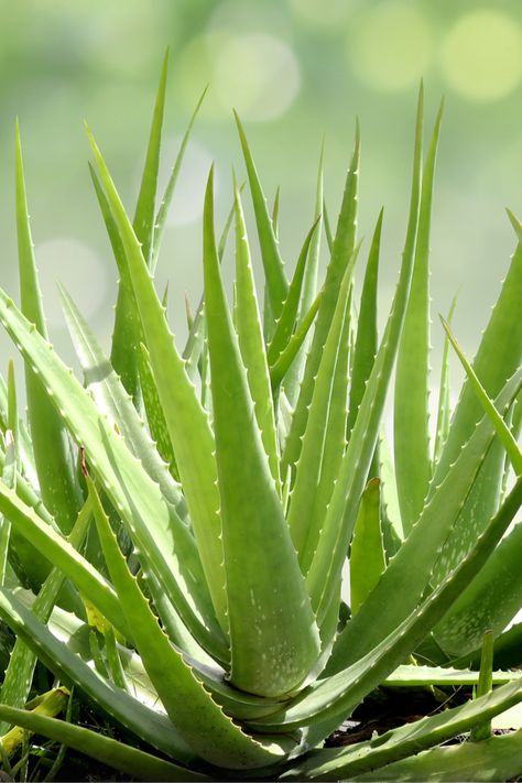 Growing Aloe Vera, Kalanchoe Blossfeldiana, Healthy Nutrition Plan, Brown Spots Removal, Aloe Plant, Aloe Vera Plant, 140 Pounds, Good Health Tips, Healthy Nutrition