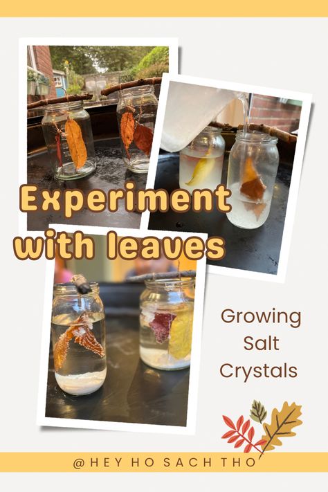 Autumn leaves experiment growing salt crystals in mason jar. STEM science for kids Salt Crystal Leaves, Crystal Experiment, Science Activity For Kids, Salt Crystals, Science Activity, Tuff Tray, Science Activities For Kids, Salt Crystal, Woke Up This Morning