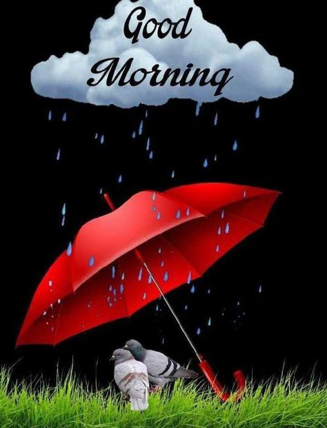 Good Morning Rain, Rainy Good Morning, Rainy Day Pictures, Good Morning Rainy Day, Nice Good Morning Images, Good Morning Clips, Good Morning Image, Good Morning Saturday, Good Morning Funny Pictures