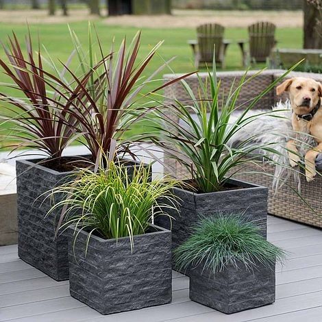 Grass Plants In Pots, Pots On Patio, Grass Plants, Patio Plants, Outdoor Gardens Design, Backyard Projects, Ornamental Grasses, Plastic Pots, Small Gardens