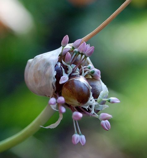 Allium sativum / Garlic Botanical Plate, Allium Sativum, 5 Elements, Garlic, Plants, Flowers