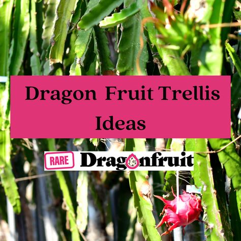 Dragon Fruit Planting Ideas, Dragon Fruit Plant Support, Dragonfruit Plant Trellis, Growing Dragon Fruit In Pots, Dragon Fruit Support Structure, Dragon Fruit Trellis Ideas, Dragon Fruit Trellis Diy, Dragon Fruit Growing, Dragon Fruit Trellis