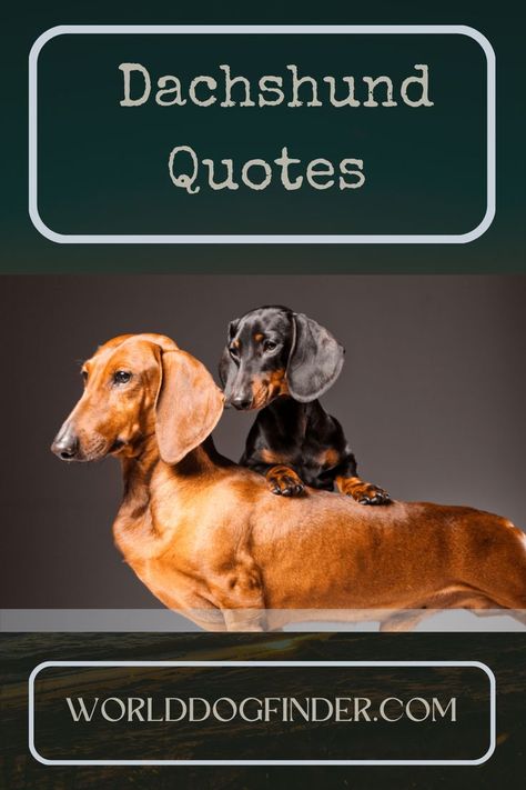 dachshund quotes Weenie Dog Quotes, Daschund Quote, Sausage Dog Quotes, Funny Dachshund Quotes, Dachshund Sayings, Hot Dog Quotes, Dog Trivia, Doxie Humor, Weenie Dogs Funny